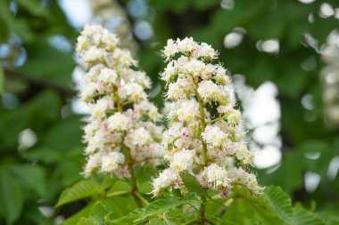 Kestaneler çiçek açar. Kestaneler baharda çiçek açar. Bahar kestaneleri ağaçta çiçek açar. Kestane çiçeğinin fotoğrafı..