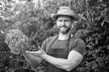 Marul yaprağı sunan hasır şapkalı bir manav..