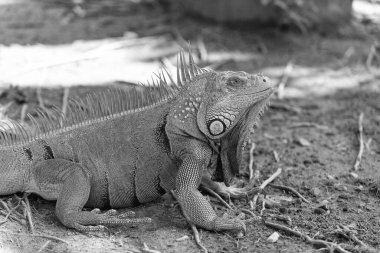 Doğadaki iguana kertenkelesine yakın çekim. İguana kertenkele sürüngeninin fotoğrafı. Dışarıdaki iguana kertenkelesi. İguana kertenkelesi dışarıda..