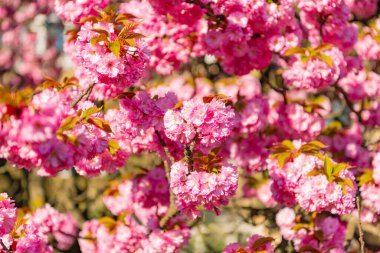 Çiçekli bahar sakura çiçeği. Bahar sakurası dalda çiçek açıyor. Sakura çiçeğinin fotoğrafı. bahar sakura çiçeği.