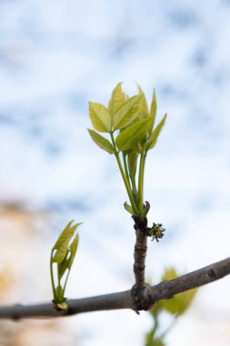 çevre ve ekoloji. Doğada bahar yaprağı tomurcuğu. Çevrenin ve çevrenin bahar yaprağı sembolü. Doğal ortam. Doğanın ekolojisi.