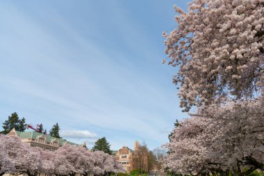 Sakura çiçeği doğası, kopyalama alanı. Baharda kiraz çiçeği açar. Sakura çiçeğinin fotoğrafı. Sakura baharda çiçek açar.