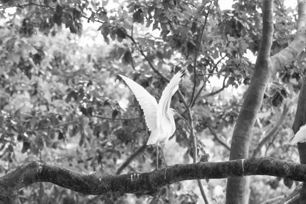 Ibis Bird Fauna 'nın açık hava şubesindeki fotoğrafı. Ibis kuş faunası. Vahşi hayatta Ibis kuşu faunası. Ibis kuş faunası.