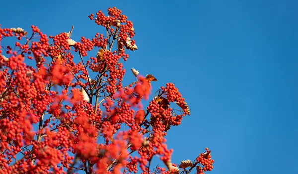 Red Autumn Rowanberry Branch Copy Space Red Autumn Rowanberry Autumn — Stock Photo, Image