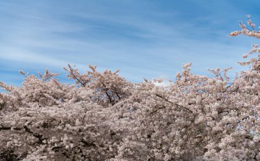 Sakura ağacı mavi gökyüzü arkaplanında filizlenir..