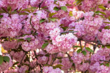 Çiçek açan bahar ağacında pembe sakura çiçeği. tam çiçeklenme.