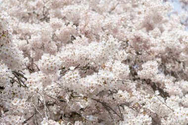 Bahar sakura kirazı dalda çiçek açıyor. Çiçek açan sakura çiçeğinin fotoğrafı. Çiçekli sakura çiçeği. Çiçek açan sakura.