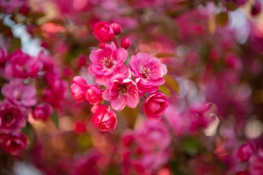 İlkbahar sakura çiçeğinin seçici odağı. Bahar mevsimi sakura çiçeği. Bahar mevsimi sakura dalında çiçek açıyor. İlkbahar Sakura çiçeğinin fotoğrafı.