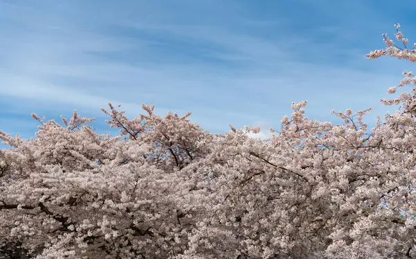 Sakura ağacı mavi gökyüzü arkaplanında filizlenir..