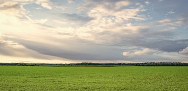 Ufuk ve çayır manzaralı panoramik manzara.