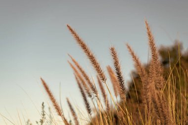 Gökyüzü arka planında büyüyen kuru çimen çıkıntıları.