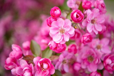 bahar sakura çiçeği, seçici odaklanma. Dalda sakura çiçeği. Sakura çiçeğinin çiçek açtığı fotoğraf. bahar sakura çiçeği.
