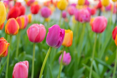 Doğal çiçek bitkisi. Flora Doğa. Doğada çiçek açan parlak çiçek. Lale alanı arka planı. Lale çiçeği. Çiçek açan doğa yakın plan. Çiçekli lalenin Macro 'su. Lale çiçeği. Uzun ömürlü soğanlar.