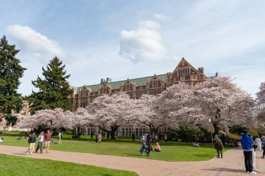 Seattle, Washington USA - April 02, 2021: washington university campus with spring blooming trees in park. clipart