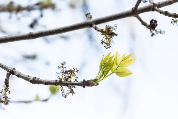 spring leaf symbol of ecology and environment. natural environment. ecology of nature. environment and ecology. spring leaf bud in nature. sprout grow in spring.