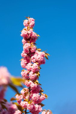 Taze bahar sakura çiçeğinin fotoğrafı. bahar sakurası çiçek açar. bahar sakurası çiçek açar. Bahar sakura dalda çiçek açar..