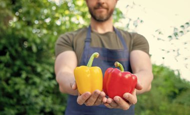 Kesilmiş manavın seçici odak noktası dolmalık biberli hali..