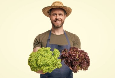 Önlüklü ve şapkalı seçici çiftçi odaklı, beyaz üzerinde marul sebzeli..