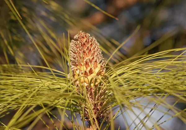 Female Pine Cone Evergreen Pinetree Needles Natural Background — Stock Photo, Image