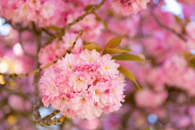 Kopya alanı olan dalda sakura çiçeği. Sakura çiçeğinin fotoğrafı. bahar sakura çiçeği. bahar sakura çiçeği..
