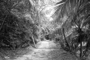 Yolu olan tropik orman doğa bitki örtüsü. Tropikal orman doğasının yeşil ormanı. Tropikal orman doğa manzarasının fotoğrafı. Tropikal orman doğası.