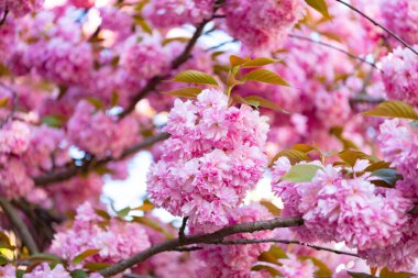 Dalda sakura çiçeği, seçici odaklanma. Sakura çiçeğinin fotoğrafı. bahar sakura çiçeği. bahar sakura çiçeği..