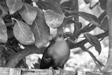 Vahşi hayatta egzotik tauraco kuşu. Yeşil tüylü egzotik tauraco kuşu. Dışarıdaki egzotik tauraco kuşu. Doğadaki egzotik tauraco kuşunun fotoğrafı..