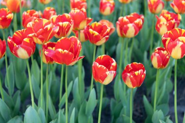 Bahar doğasında kırmızı lale çiçeği. Lale çiçeği doğada. Yaz doğasında lale çiçeği. Lale doğa çiçeğinin fotoğrafı..