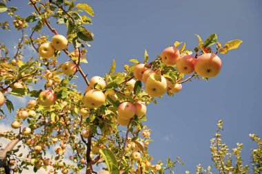 Meyve bahçesinde elma yetiştirme. Elma meyvesi bahçeleri dışarıda. Elma meyve bahçesinin görüntüsü. Elma meyve yetiştirme..