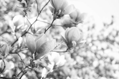 Baharda çiçek açan manolya ağacının pembe çiçekleri. makro.