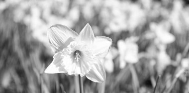 Bahar doğasında narsislerin çiçekleri. Boşluğu kopyala.