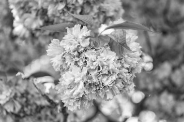 Çiçek açan bahar ağacında pembe sakura çiçeği. Yakın çekim.