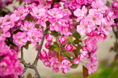Doğada sakura. Doğada dalda çiçek açan sakura. Baharın doğal fotoğrafı Sakura çiçek açıyor. bahar sakurası doğada.