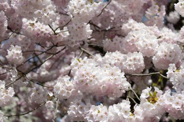 Ağacın dalında kayısı ağacı çiçeği, seçici odak. makro doğa.