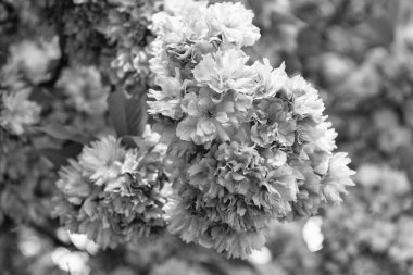 Çiçek açan bahar ağacında pembe sakura çiçeği. aromaterapi.