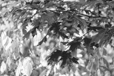 Meşe yaprakları dalın üzerine düşer. Meşe yaprakları. Sonbahar mevsimi meşe yapraklarıyla.