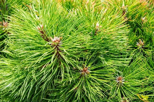 Green branch of pine tree. Needles of a coniferous tree on green background. Needles of a Christmas tree. Pine pollen. Pine tree branch. Green nature background, closeup.