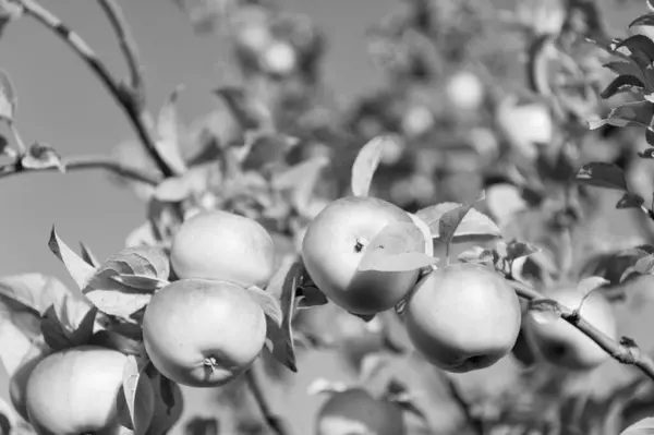 selective focus of ripe apple harvest on tree branch. ripe apple harvest outdoor. photo of ripe apple harvest. ripe apple harvest.
