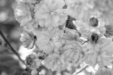 Baharda çiçek açan sakura ağacının pembe çiçekleri. Doğa güzelliği.