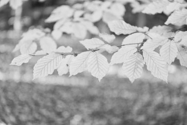 Sonbahar yapraklı doğal zemin sarı renk yakın plan, kopyalama alanı, sonbahar.