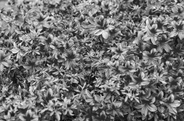 Açelya çiçekli çalılar pembe çiçek arkaplanlı.