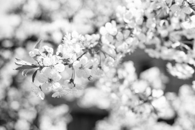 İlkbaharda açan kiraz dalının beyaz çiçekleri.