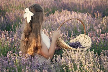 Lavanta Çiçekleri Sepeti 'ndeki Provence kızı. Yaz tatilinde lavanta depolarında sevimli bir kız. Lavanta depolarındaki kızın portresi. Gün batımında lavanta deliğinde güzel bir genç kız..