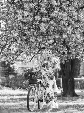 Sakura mevsimi. Romantik bisiklet yolculuğu. Turizm konsepti. Ulaşım ve seyahat. Uzun elbise retro kruvazör bisiklet sakura ağacı. Bahar tatili. Lale buketli kadın. Sakura ağacı çiçek açıyor..