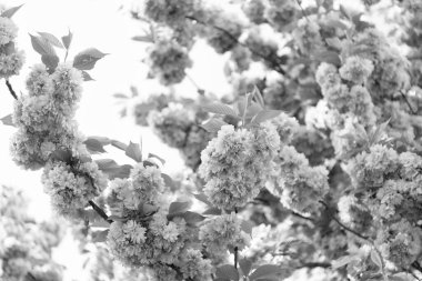 Kiraz ağacı. Çiçek açan bahar ağacında pembe sakura çiçeği.