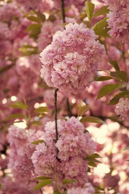 pink japanese cherry flower on blossoming spring tree.