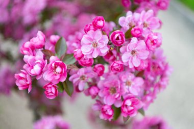 Doğada Japon sakurası. Doğada dalda çiçek açan sakura. Baharın doğal fotoğrafı Sakura çiçek açıyor. bahar sakurası doğada.