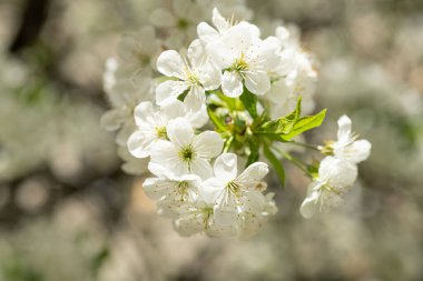 Bahar çiçeğinin yakın plan fotoğrafı. Ağaç çiçeği. Bahar çiçeği. Bahar çiçekleri. Bahar çiçekleri dalda.