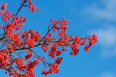 rowan tree with red berry on branch and bright sky background.