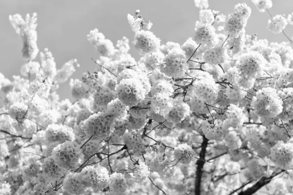 Baharda Sakura çiçeğinin makro fotoğrafı. Sakura çiçeğinin fotoğrafı. Baharda sakura çiçeği. Sakura çiçeği doğası.